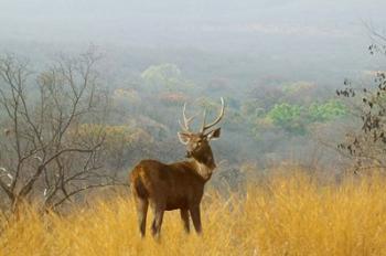 Sambar Deer in Ranthambore National Park, Rajasthan, India | Obraz na stenu