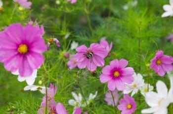 Meadow Flowers, Ladakh, India | Obraz na stenu