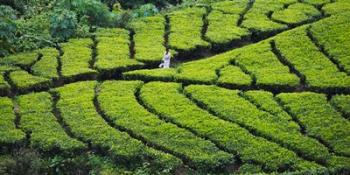 Tea Plantation, Kerala, India | Obraz na stenu