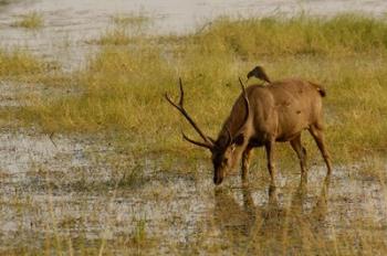 Sambar Deer, Ranthambhore NP, Rajasthan, India | Obraz na stenu