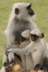 Hanuman Langurs monkeys, Jodhpur, Rajasthan | Obraz na stenu