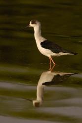 Black-winged stilt bird, INDIA | Obraz na stenu