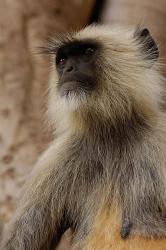 Hanuman Langur primate, Ranthambhore NP, Rajasthan INDIA | Obraz na stenu