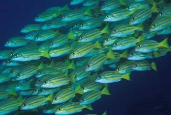 Close-up of schooling lined snappers, Komodo National Park, Indonesia | Obraz na stenu