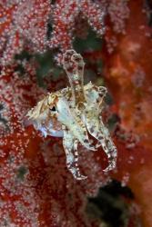 Indonesia, New Guinea Island, Raja Ampat, Cuttlefish | Obraz na stenu