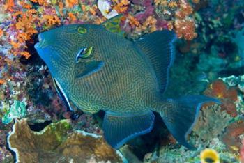 Cleaner wrasse fish, reef | Obraz na stenu