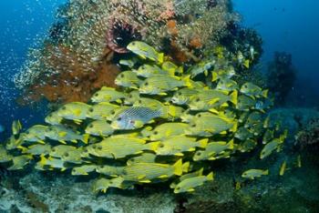 Schooling sweetlip fish swim past coral reef, Raja Ampat, Indonesia | Obraz na stenu