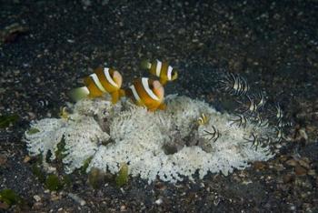 Indonesia, Sulawesi, Lembeh Strait, Marine Life | Obraz na stenu