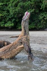 Komodo dragon rising out of water | Obraz na stenu