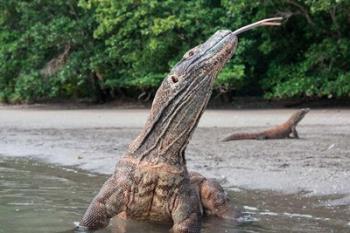 Komodo dragon in water, Komodo National Park, Rinca Island, Indonesia | Obraz na stenu