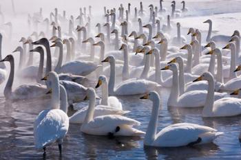 Whooper swans, Hokkaido, Japan | Obraz na stenu