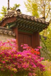 Azaleas, The Deoksugung Palace Complex, Seoul, South Korea | Obraz na stenu