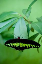 Rajah Brooke's Birdwing, Malaysia's national butterfly | Obraz na stenu