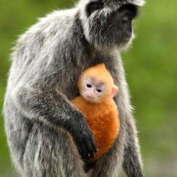 Silver Leaf Monkey and offspring, Borneo, Malaysia | Obraz na stenu