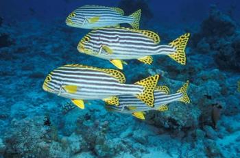 Maldives, Oriental sweetlips | Obraz na stenu