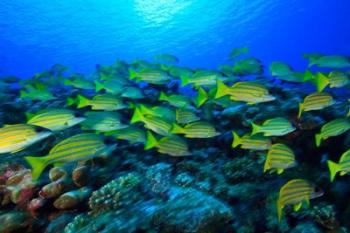 Schooling Bluestripped Snappers, North Huvadhoo Atoll, Southern Maldives, Indian Ocean | Obraz na stenu