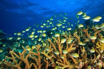 Schooling Damselfish, North Huvadhoo Atoll, Southern Maldives, Indian Ocean | Obraz na stenu