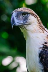 Philippine Eagle | Obraz na stenu