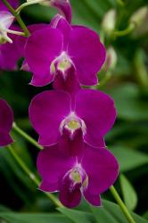 Singapore. National Orchid Garden - Pink Orchids | Obraz na stenu