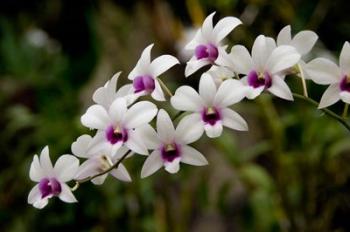 Singapore. National Orchid Garden - White Orchids | Obraz na stenu