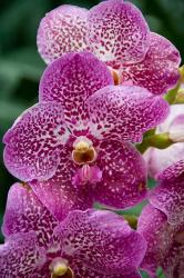 Singapore. National Orchid Garden - spotted Orchids | Obraz na stenu