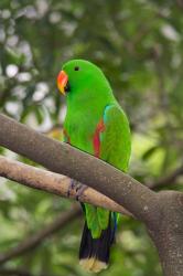 Singapore Colorful Green Parrot | Obraz na stenu