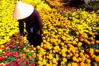 Beautiful Graphic with Woman in Straw Hat and Colorful Flowers Vietnam Mekong Delta | Obraz na stenu