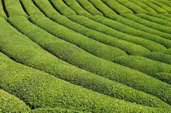 Tea field in Rize, Black Sea region of Turkey | Obraz na stenu