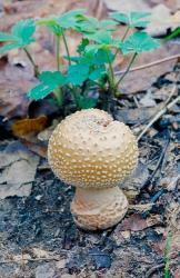 Wild mushroom growing from forest detritus | Obraz na stenu