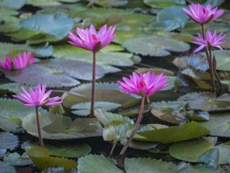 Pink Water Lilies | Obraz na stenu