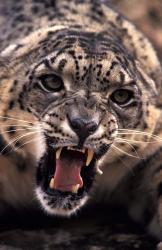 Tibet, Snow Leopard, captive | Obraz na stenu