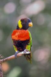 Australia Rainbow Lorikeet bird | Obraz na stenu