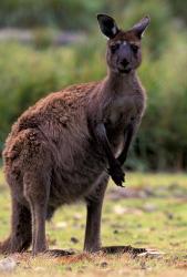 Western Grey Kangaroo in its Brown Phase, Australia | Obraz na stenu