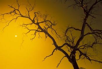 Tree, Outback, Australia | Obraz na stenu