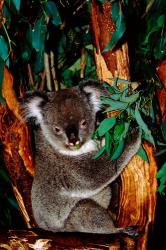 Koala on Eucalyptus, Featherdale Wildlife Park, Sydney, Australia | Obraz na stenu