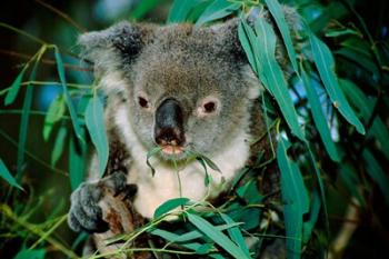 Koala Eating, Rockhampton, Queensland, Australia | Obraz na stenu