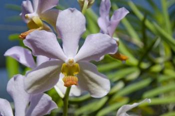 Jenny's Orchid Garden 1, Darwin, Australia | Obraz na stenu