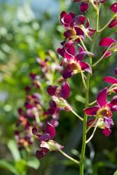 Jenny's Orchid Garden 2, Darwin, Australia | Obraz na stenu