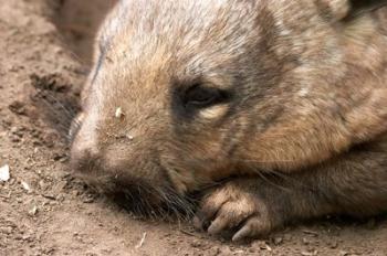 Southern Hairy Nosed Wombat, Australia | Obraz na stenu