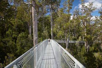 AirWalk, Paths, Tahune Forest, Tasmania, Australia | Obraz na stenu