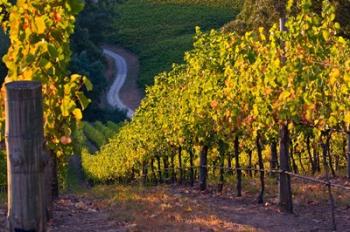 Australia, Adelaide Hills, Summertown vineyard | Obraz na stenu