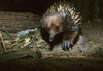 Short Beaked Echidna, Monotreme, Australia | Obraz na stenu