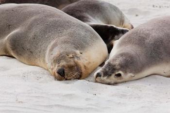 Australian Sea Lion, Kangaroo Island, South Australia | Obraz na stenu