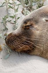 Australian Sea Lion, Seal Bay Conservation Park,  South Australia | Obraz na stenu