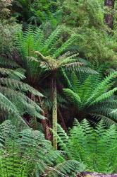 Tree Fern in Melba Gully, Great Otway NP, Victoria, Australia | Obraz na stenu