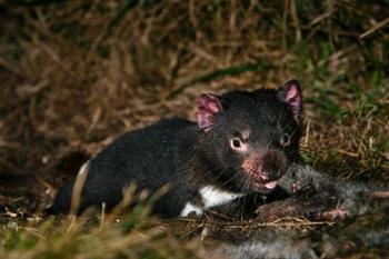 Tasmanian Devil wildlife eating carrion, Tasmania | Obraz na stenu