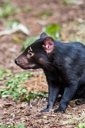 Tasmanian Devil wildlife, Tasmania, Australia | Obraz na stenu