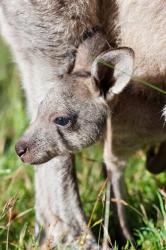 Head of Eastern grey kangaroo, Australia | Obraz na stenu