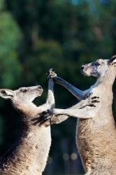 Pair of Eastern grey kangaroo, Australia | Obraz na stenu