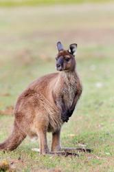 Western grey kangaroo, Australia | Obraz na stenu